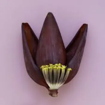 Dark Red Banana Flower